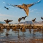 Schalk Pienaar Safaris Namibia ~ Wingshooting