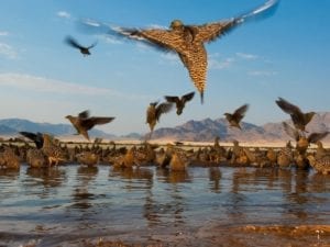 Schalk Pienaar Safaris Namibia ~ Wingshooting