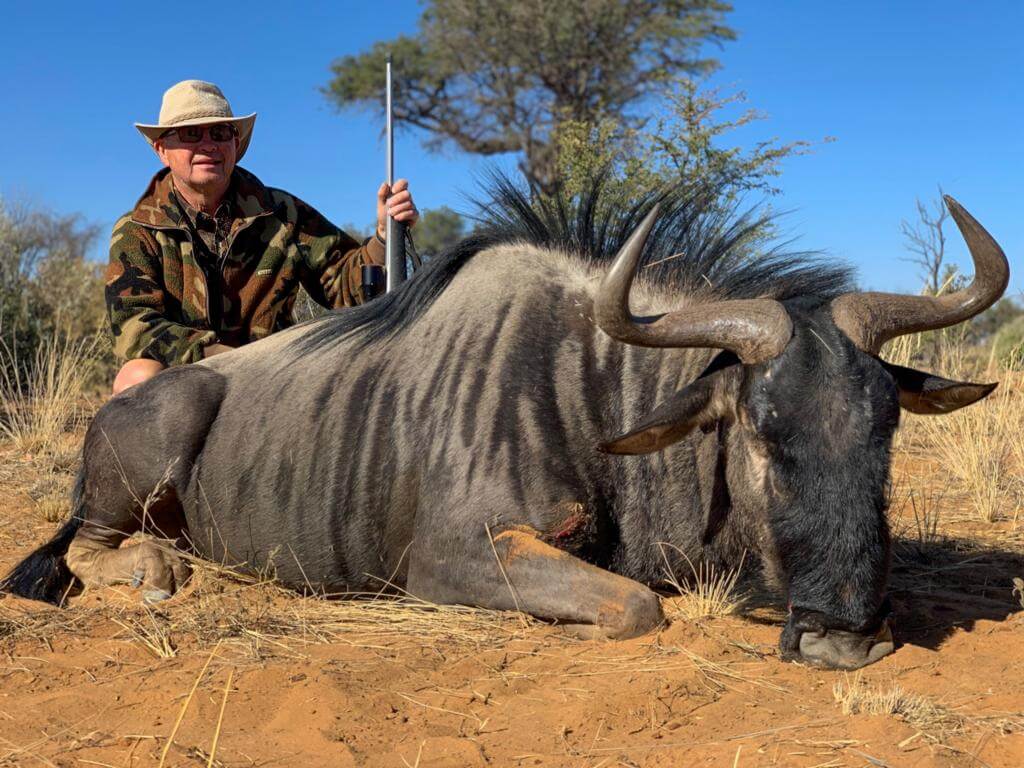 Blue Wildebeest hunt namibia ~ schalk pienaar safaris namibia