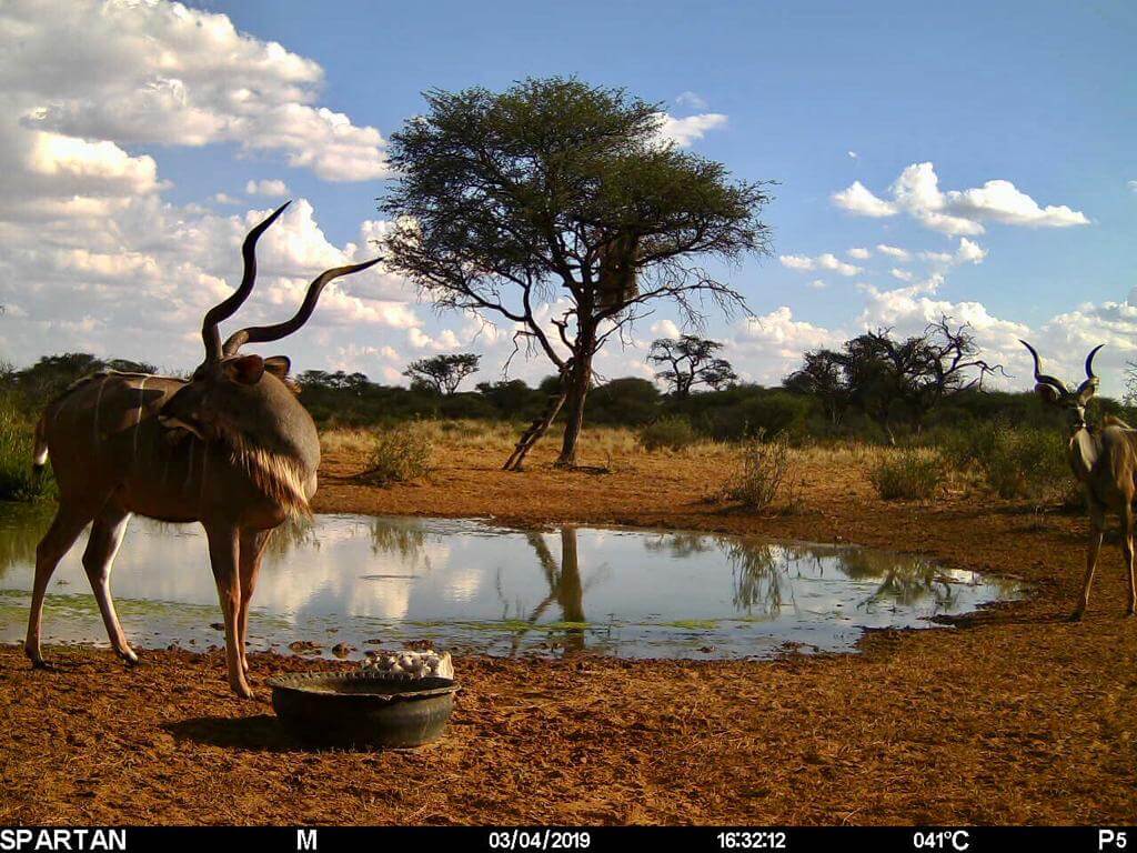 trail cameras namibia