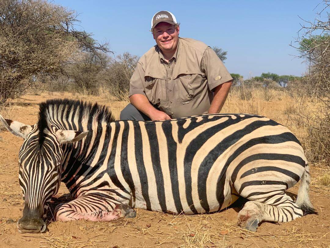 zebra hunt africa
