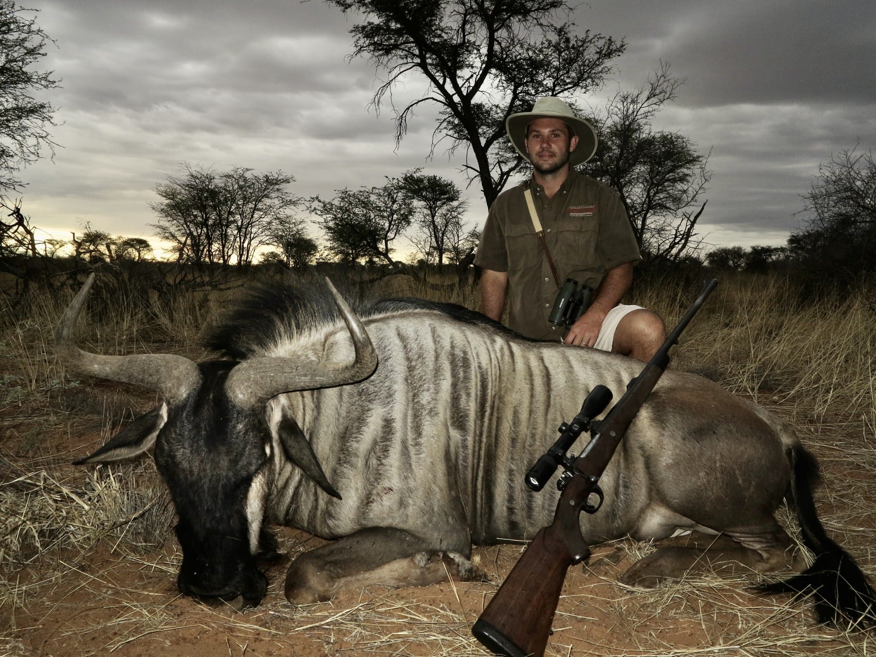 wildebeest hunt namibia