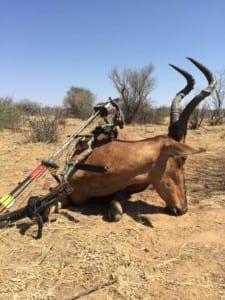Schalk Pienaar Safaris Namibia ~ Bow hunting Red Hartebeest