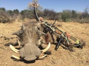 Schalk Pienaar Safaris Namibia ~ Bow hunting Warthog
