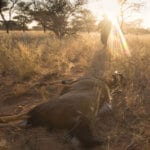 Schalk Pienaar Safaris Namibia - Wildlife Conservation