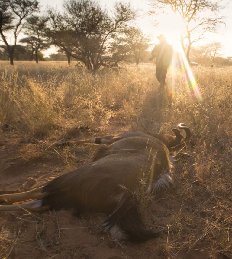 Wildlife Conservation Archives Schalk Pienaar Hunting Safaris In Namibia 