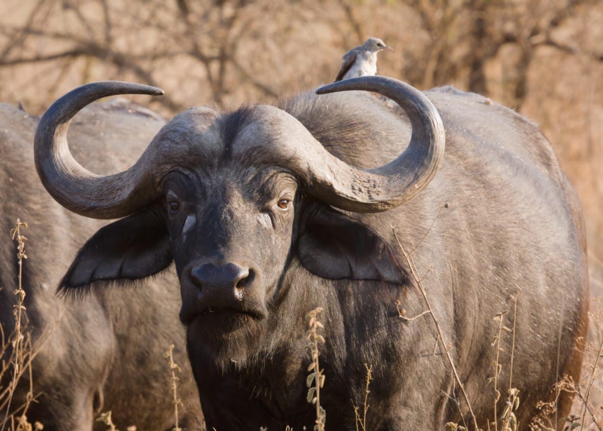 Schalk Pienaar Safaris Namibia ~ Cape Buffalo Hunting