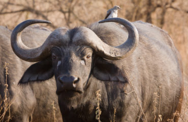 Schalk Pienaar Safaris Namibia ~ Cape Buffalo Hunting