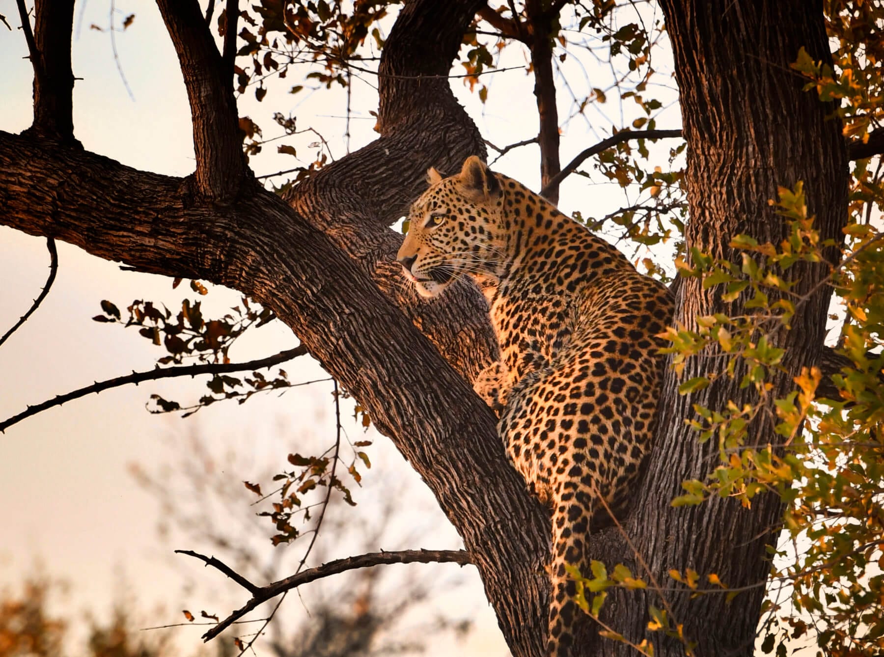 Schalk Pienaar Safaris Namibia - Leopard Hunting
