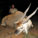 Schalk Pienaar Safaris Namibia ~ Eland Hunting
