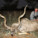 Schalk Pienaar Safaris Namibia ~ Kudu Hunting